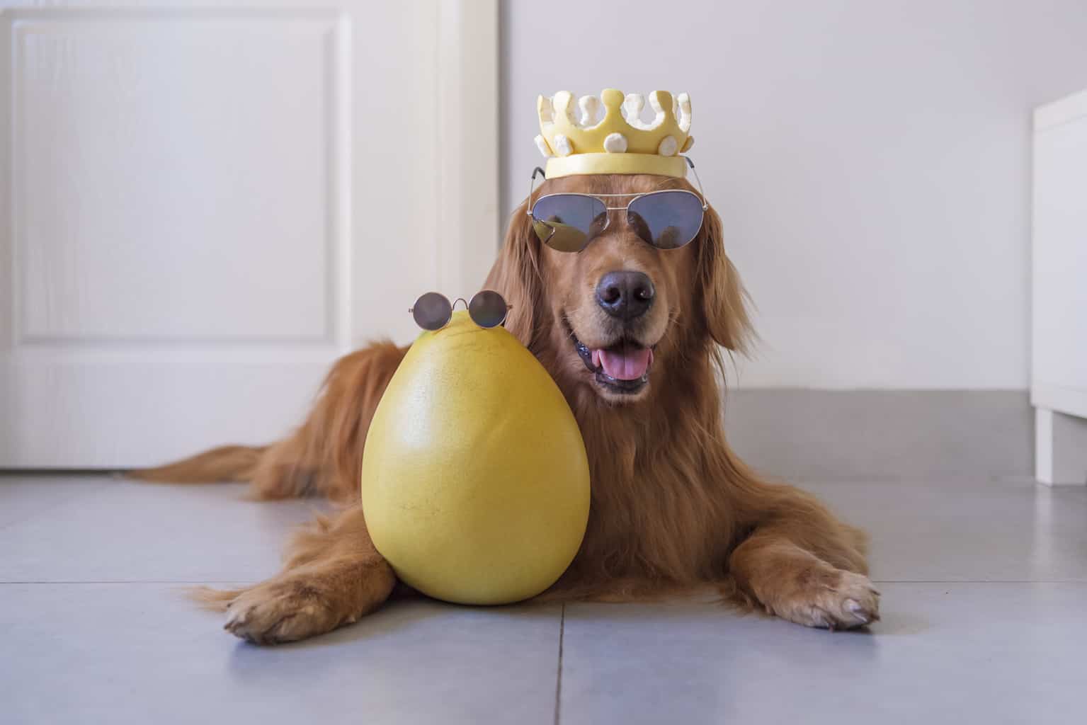 Can Dogs Eat Grapefruit? 4 Accurate Symptoms To Watch Out For!