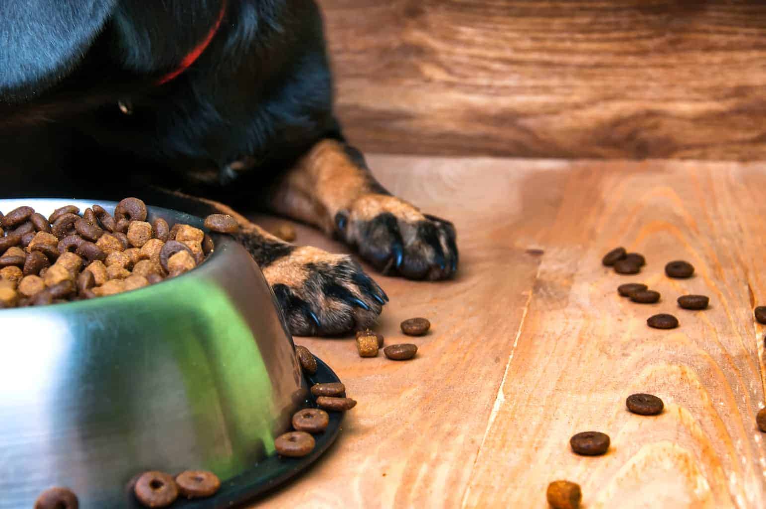 Best Dog Food For Bad Breath 7 Best Food Brands For 2022 Revealed best-dog-food-for-bad-breath-7-best-food-brands-for-2022-revealed