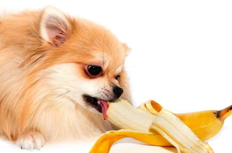 Can Dogs Eat Banana? 4 Amazing Health Benefits From Bananas