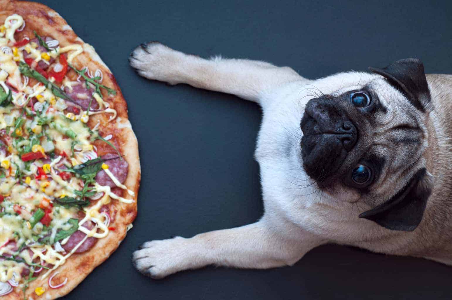 Can Dogs Eat Pizza? 6 Alarming Reasons Why Pizza is a NoNo