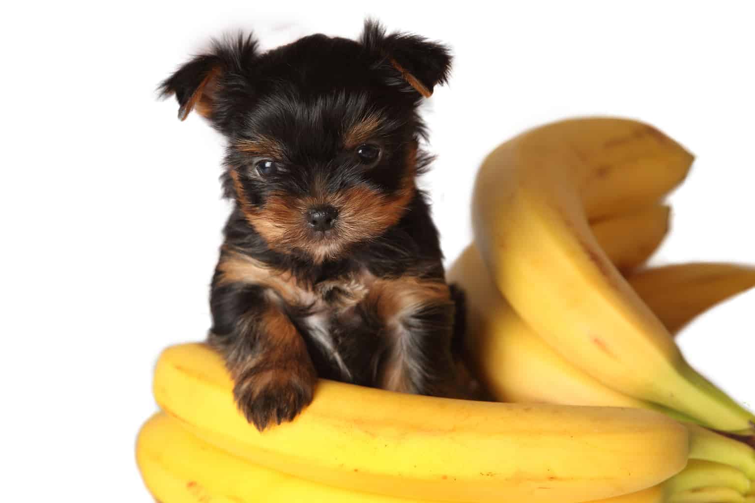 Can Dogs Eat Banana? 4 Amazing Health Benefits From Bananas