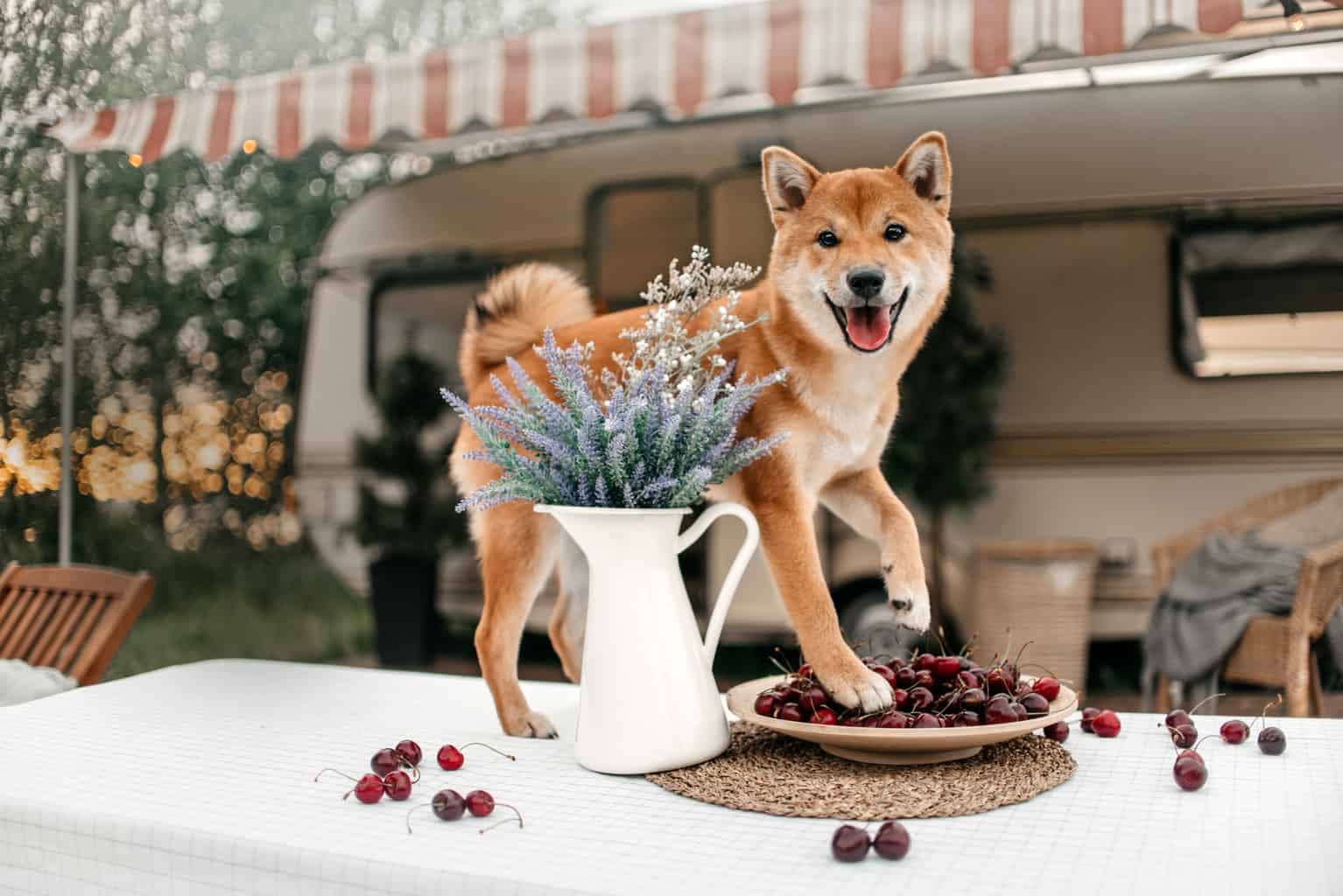 Can Dogs Eat Cherries? 3 Amazing Health Benefits Revealed