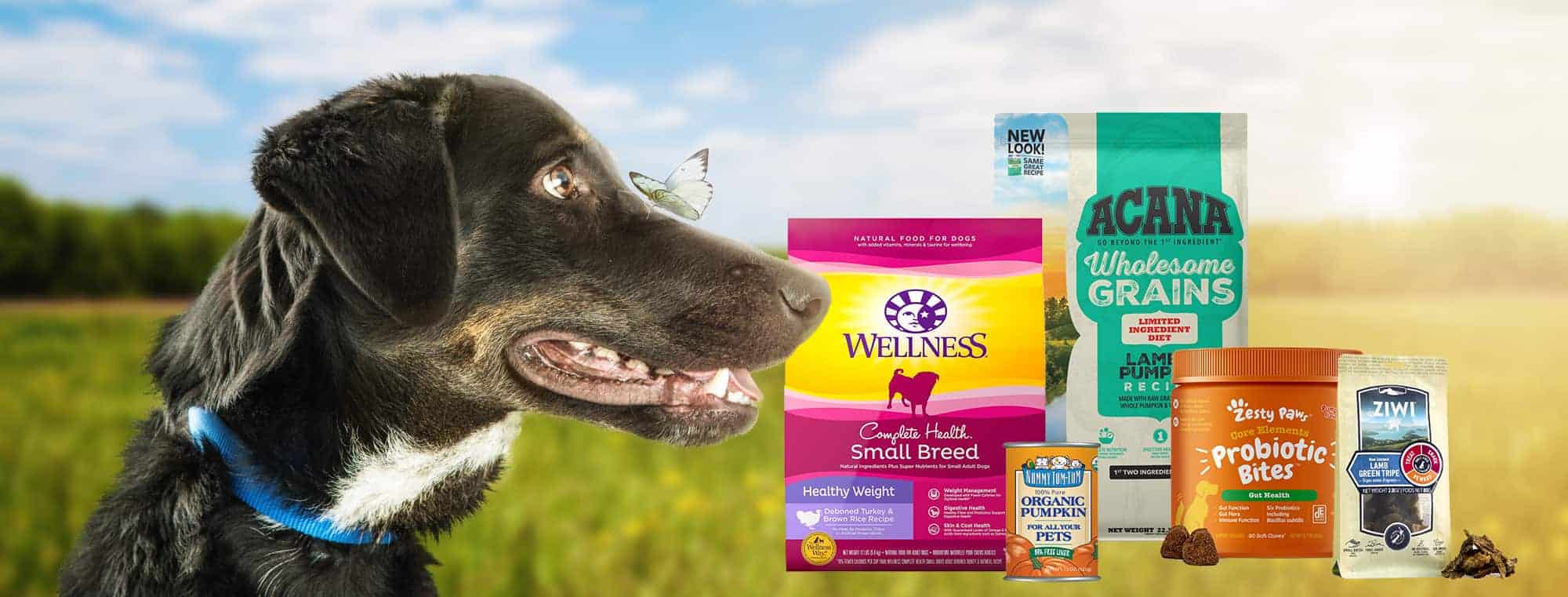 Best Dog Food for Firm Stools and Gut Health 2022 Review