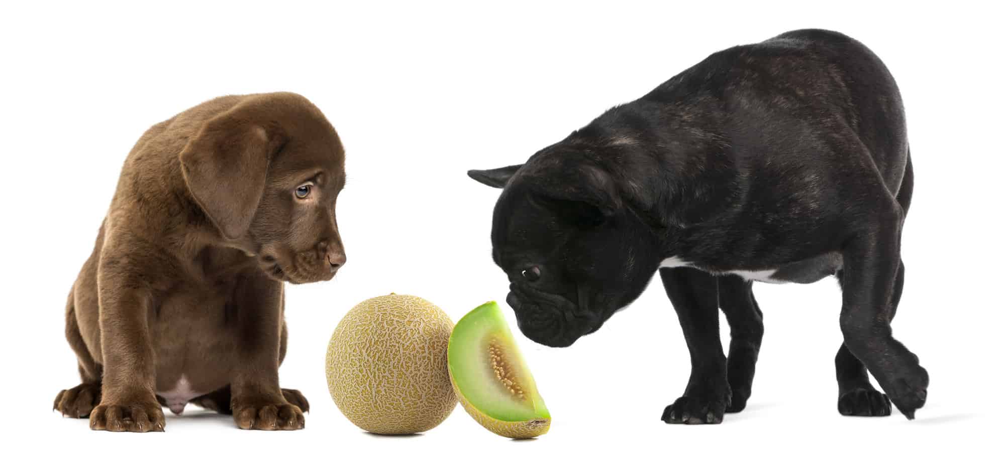Can Dogs Eat Cantaloupe? 5 Amazing Health Benefits Revealed!