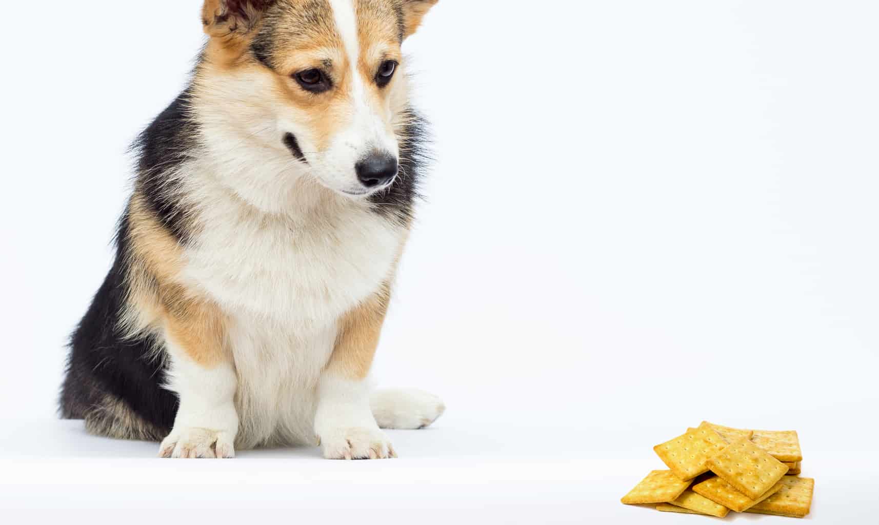 Can Dogs Eat Crackers? 6 Warning Signs of Sodium Toxicity Revealed