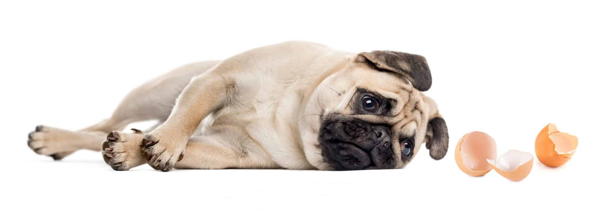 Can Dogs Eat Egg Shells? Learn 15 Exciting Facts About Egg Shells