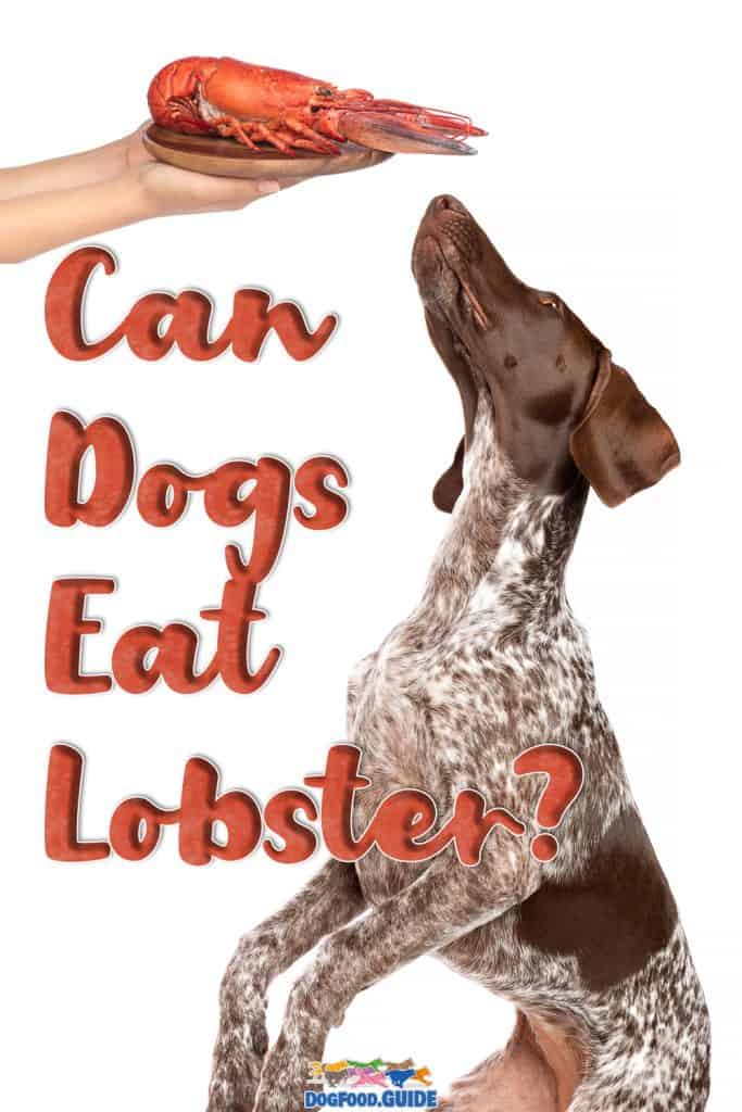 Yes, It’s Pricey, But It Sure Is Tasty! Can Dogs Eat Lobster? 7 Can Dogs Eat Lobster