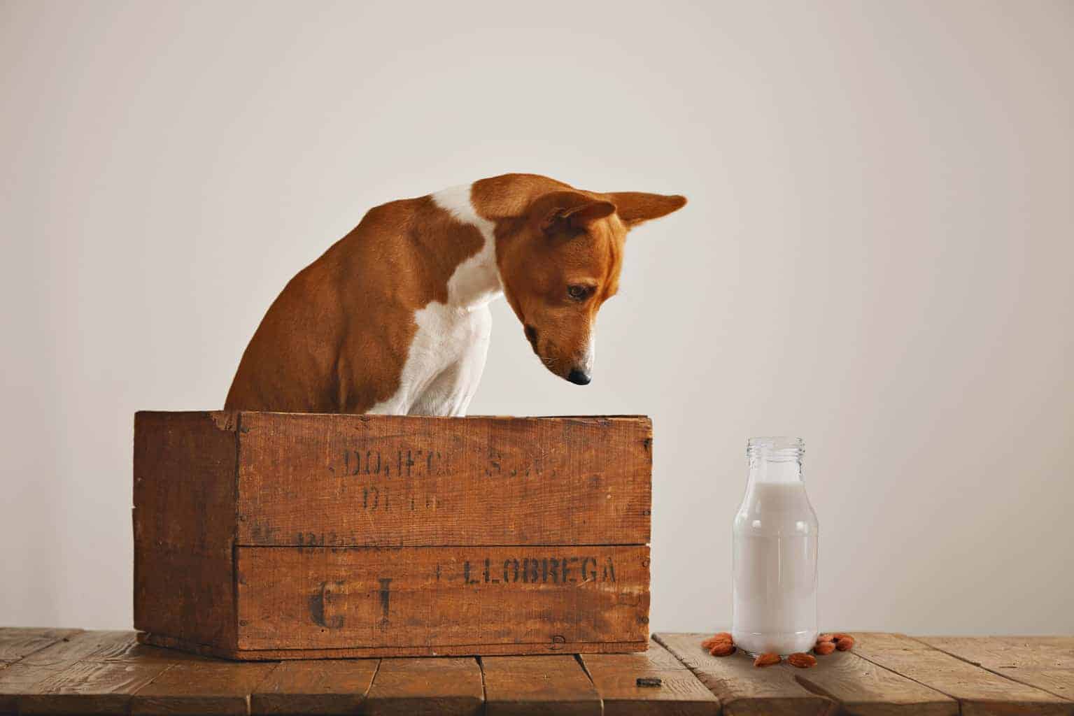 Can Dogs Have Almond Milk? 4 Best Reasons Not To Give Revealed!