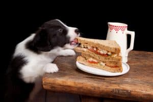 Can Dogs Eat Bread? 5 Shocking Reasons Why It Is Bad For Your Dog
