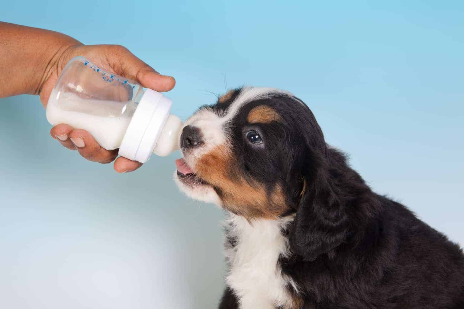 Can Dogs Have Almond Milk? 4 Best Reasons Not To Give Revealed!