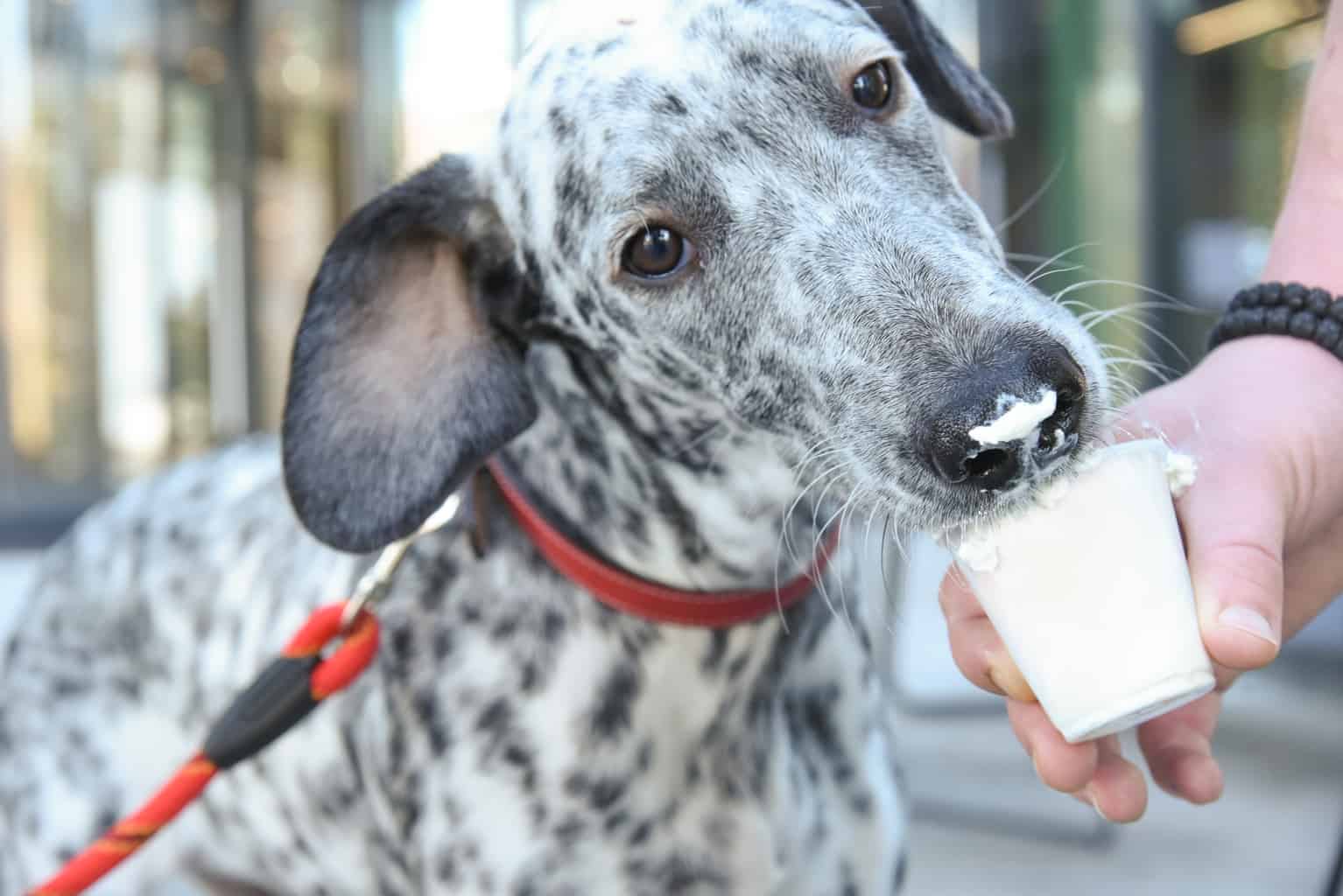 Can Dogs Eat Whipped Cream? 3 Best Tips on How to Feed It
