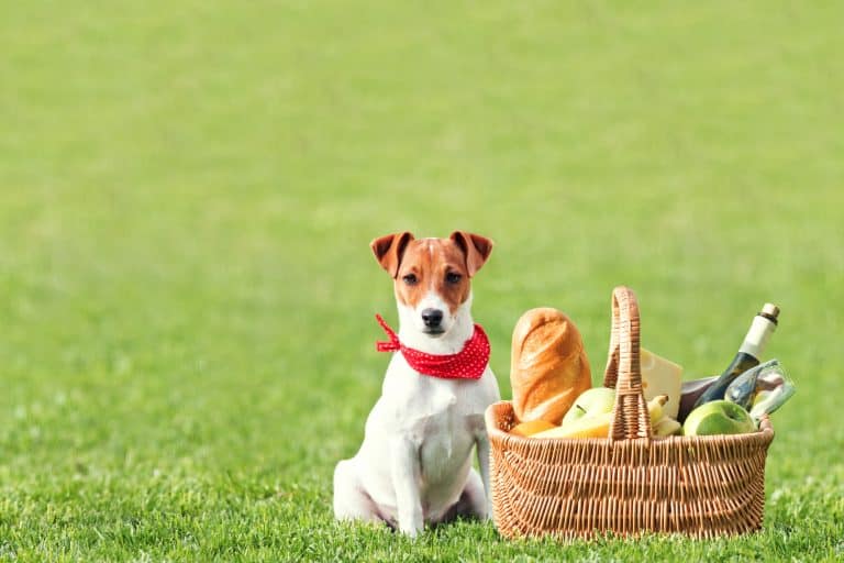 Can Dogs Eat Bread? 5 Shocking Reasons Why It Is Bad For Your Dog
