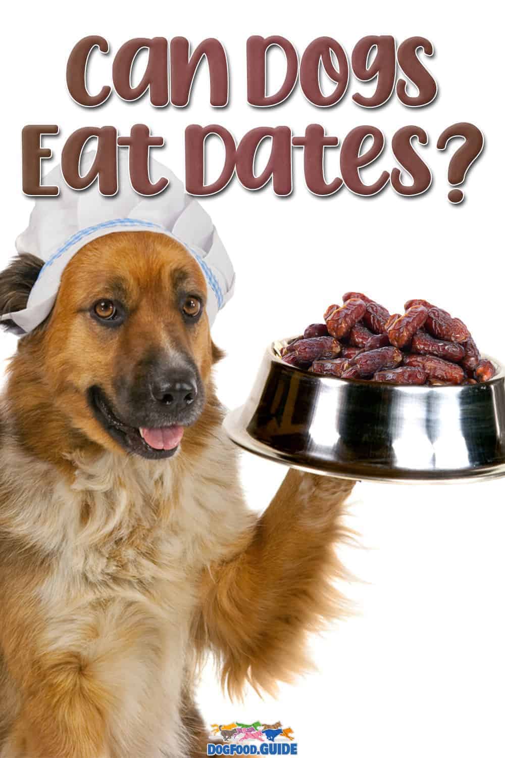 Can Dogs Eat Dates? 5 Shocking Health Hazards Revealed!