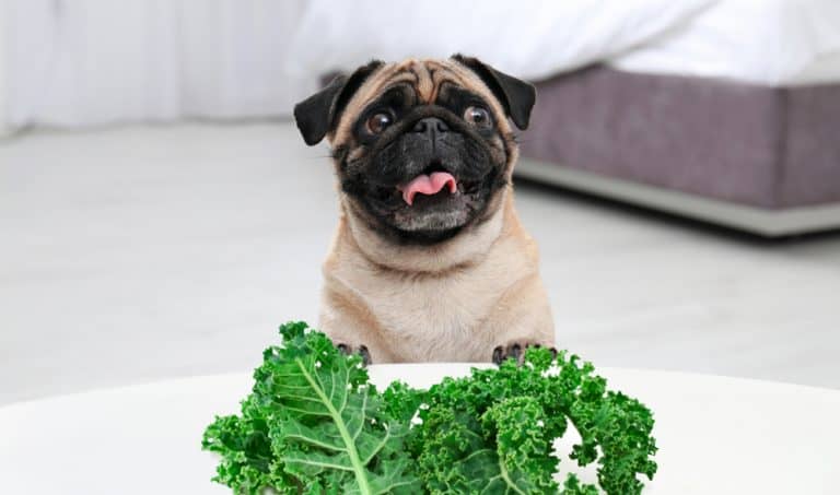 Image showcasing Can Dogs Eat Kale? Pros & Cons + 3 Best Recipes Included!
