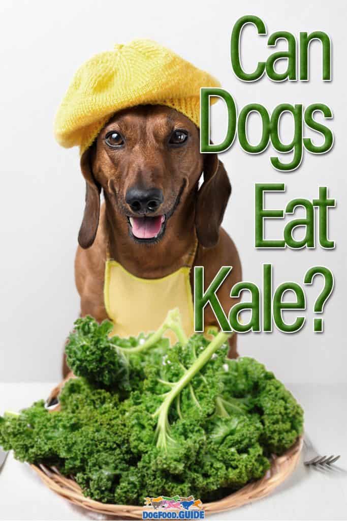 Can Dogs Eat Kale