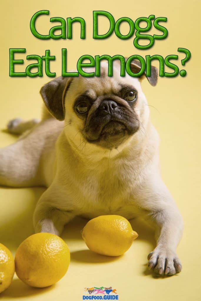 Can Dogs Eat Lemons