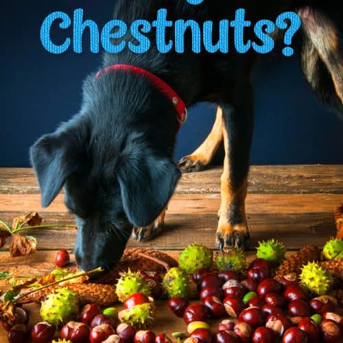 Can Dogs Eat Egg Shells? Pros and Cons + 2 Best Recipes Included!