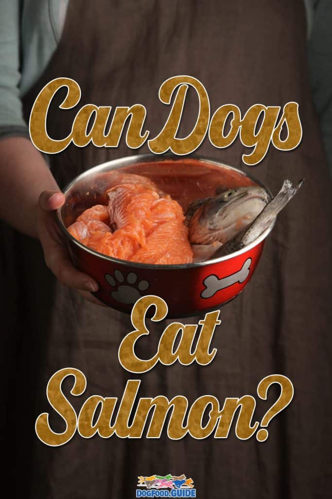 Can Dogs Eat Salmon