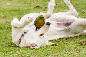 Can Dogs Drink Coconut Water? 6 Amazing Health Benefits Revealed