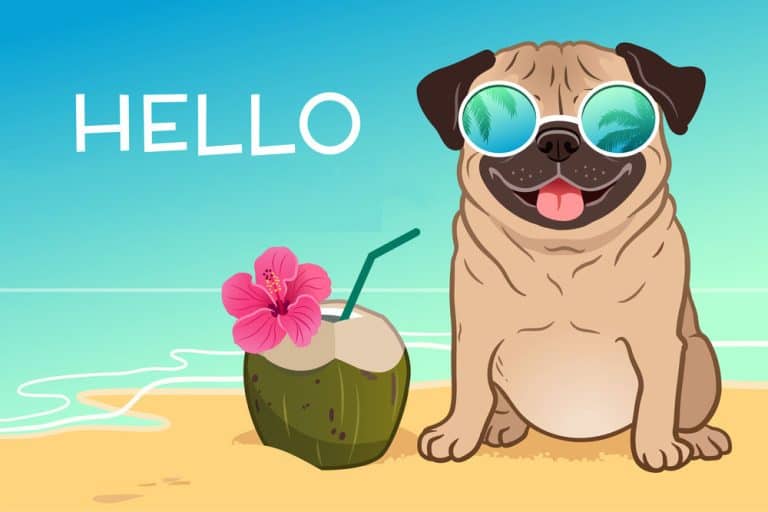 Can Dogs Drink Coconut Water? 6 Amazing Health Benefits Revealed