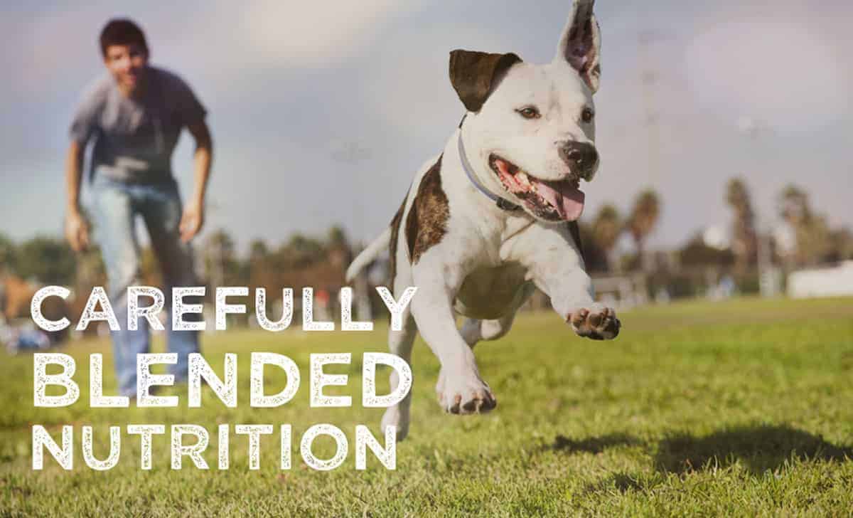 Pure Harmony Dog Food Review 2022 Is It Healthy For Your Pet?