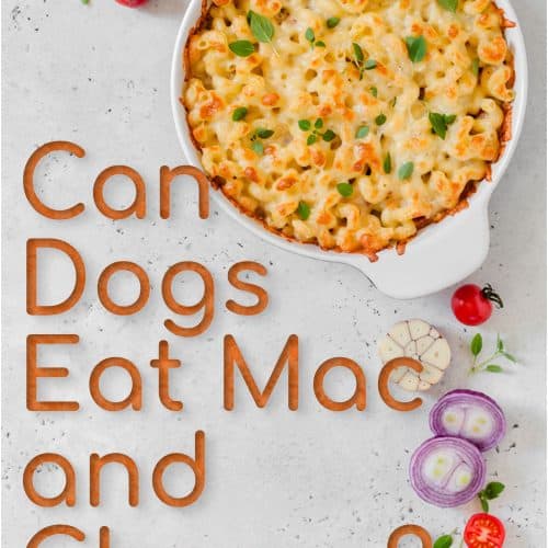 Can Dogs Eat Cheese? Know The Best 7 Types of Cheeses To Give