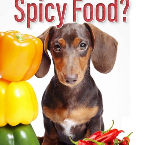 Can Dogs Eat Hot Dogs? 4 Best Reasons Why You Should Not Give