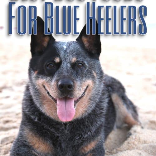 Sport Dog Food Reviews 2022 Best Suited for Active Dogs?