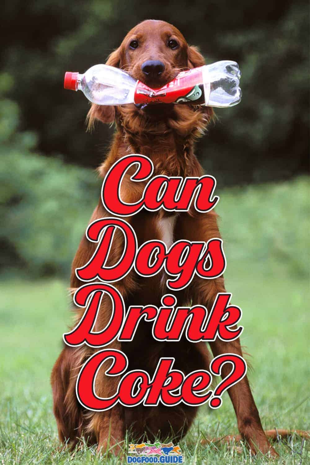 Can Dogs Drink Coke? Top 7 Warning Signs to Watch Out For