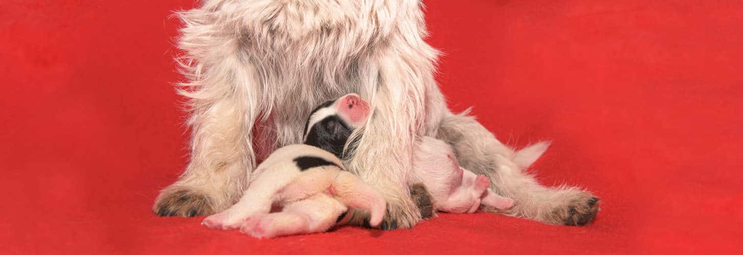 Best Dog Food for Nursing Dogs in 2022 Detailed Review and Guide