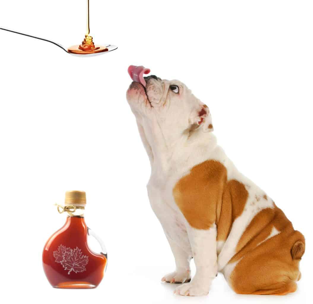 Can Dogs Eat Maple Syrup? 4 Amazing Health Benefits Revealed!