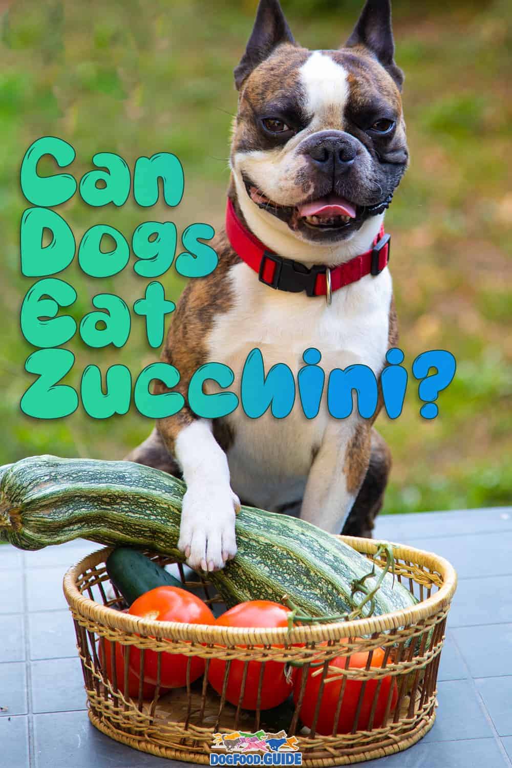 Can Dogs Eat Zucchini? 3 Amazing Health Benefits Discussed