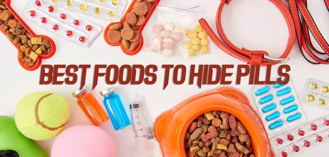 2022 Best Foods to Hide Dog Pills In Turn Meds Into Tasty Treats