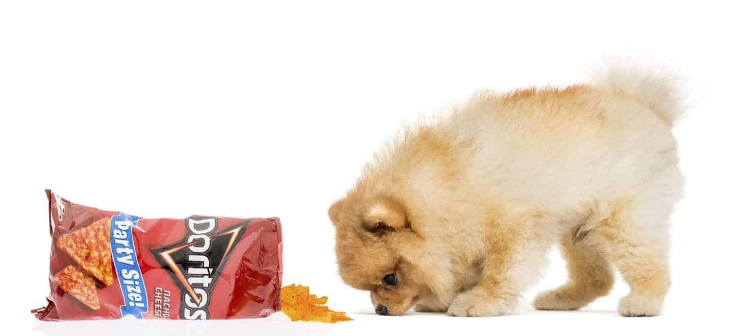 Can Dogs Eat Doritos? 4 Ultimate Guide Tips To Healthy, Crunchy Treats