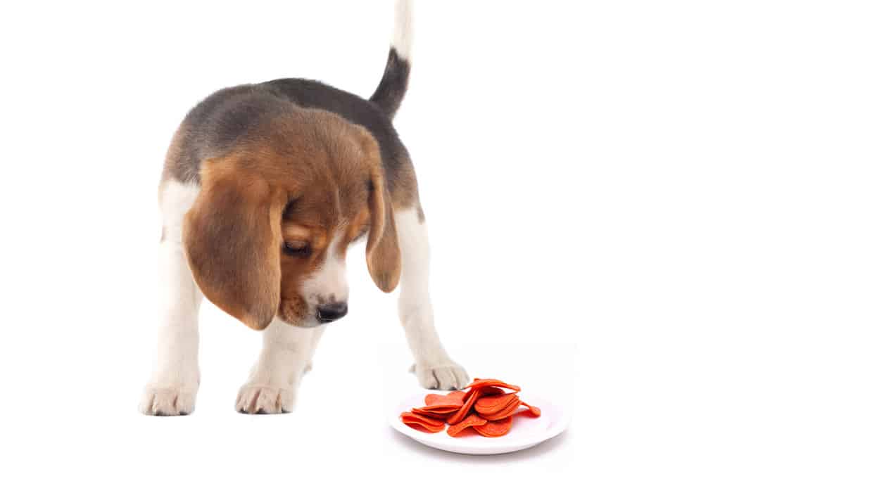 Can Dogs Eat Pepperoni? 4 Better and Healthier Options Discussed