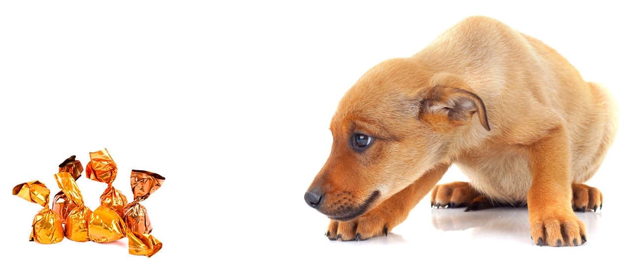 My Dog Ate Aluminum Foil 5 Shocking Hazards of Aluminum Foil Intake