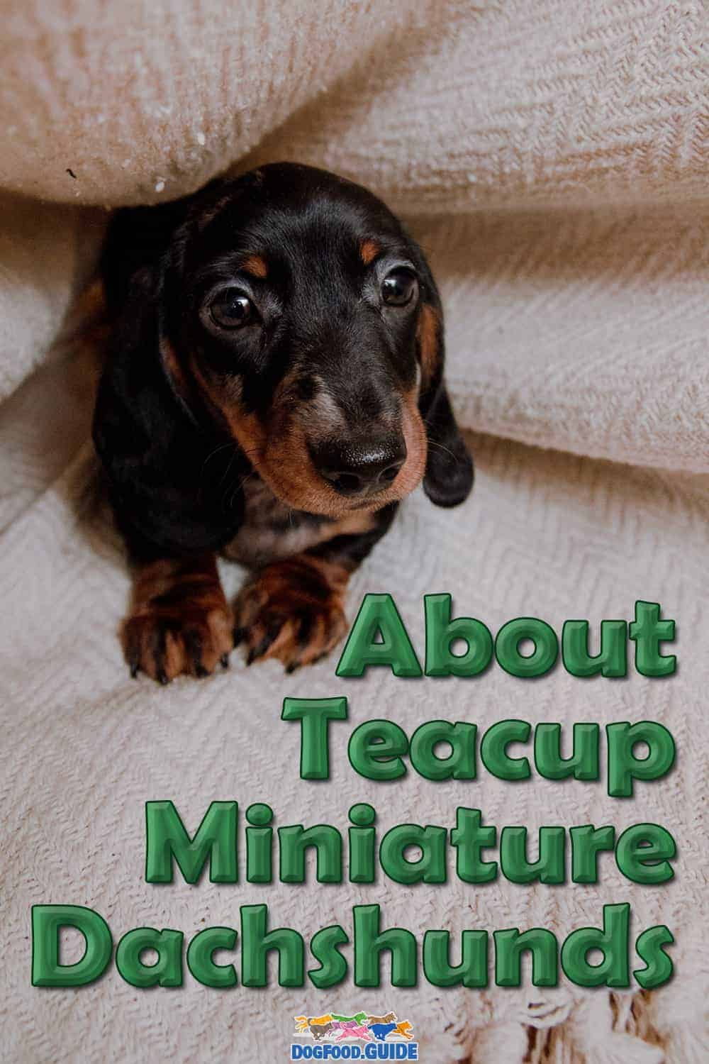 Teacup Miniature Dachshund 2 Best Caring Tips Revealed