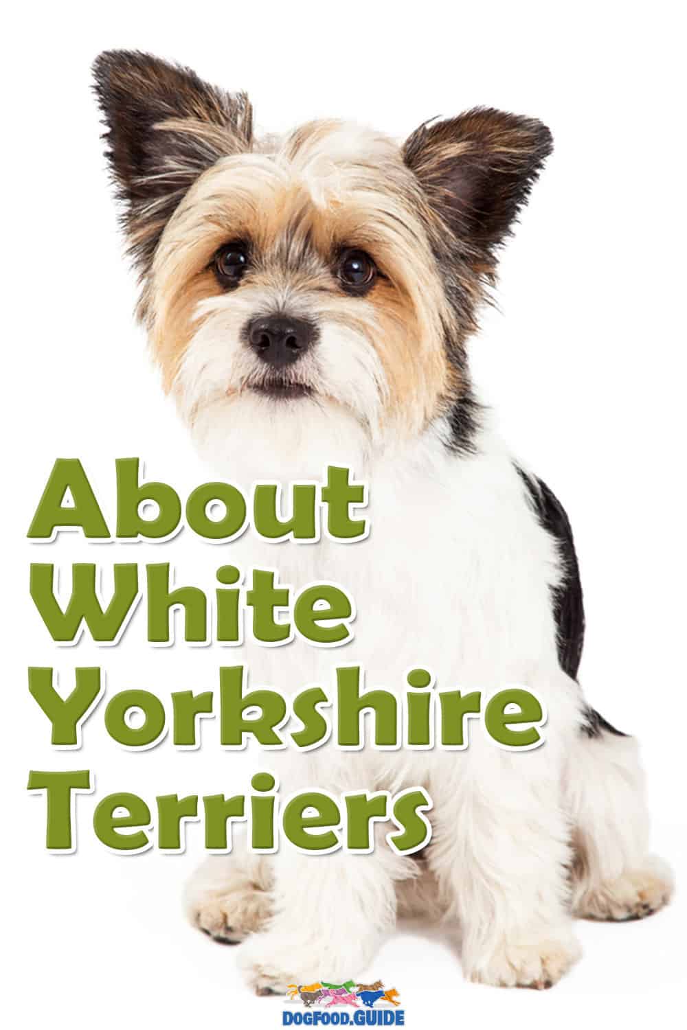 Yorkshire Terrier White 4 Amazing Yorkie Revealed