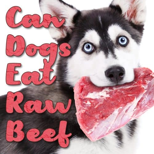 Can Dogs Eat Raw Chicken? 8 Warning Signs to Watch Out For Revealed!