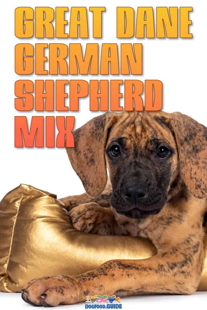 Great Dane German Shepherd Mix