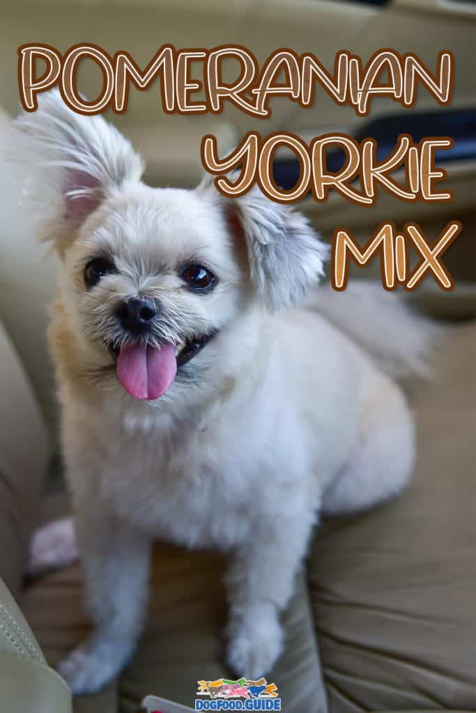 Pomeranian Yorkie Mix