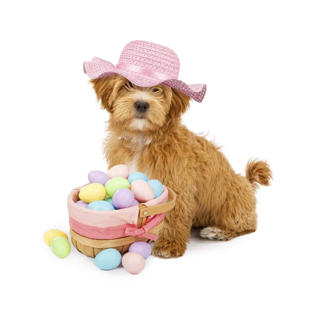 can dogs eat eggs