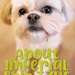 Imperial Shih Tzu: Size, Price, Health Problems and More Imperial Shih Tzu