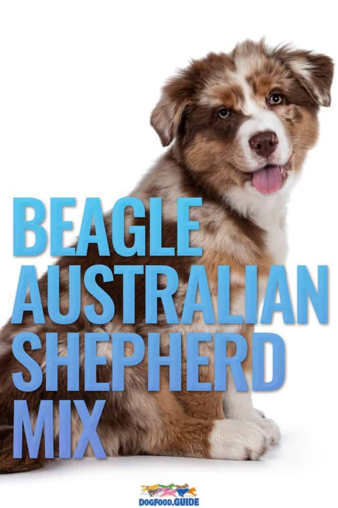Beagle Australian Shepherd Mix