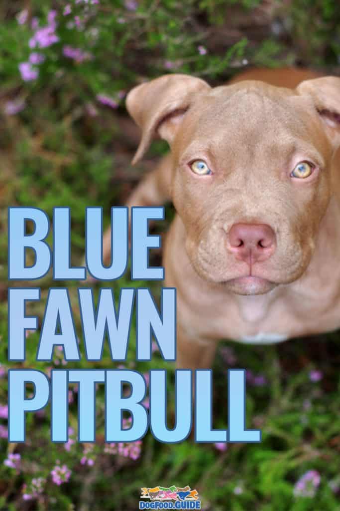 Blue Fawn Pitbull
