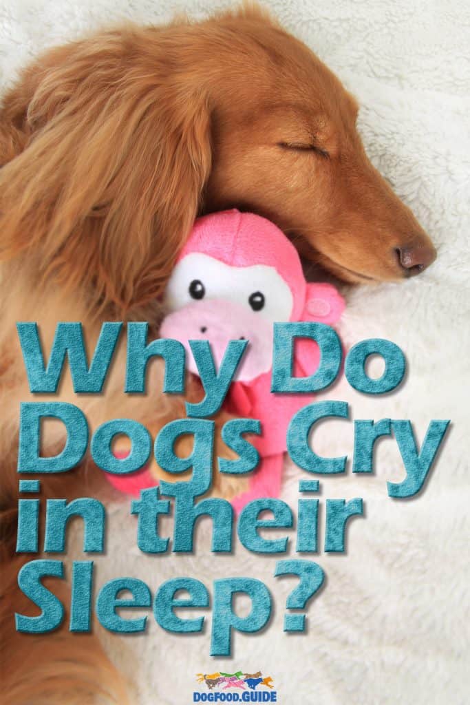 Why Do Dogs Cry in Their Sleep