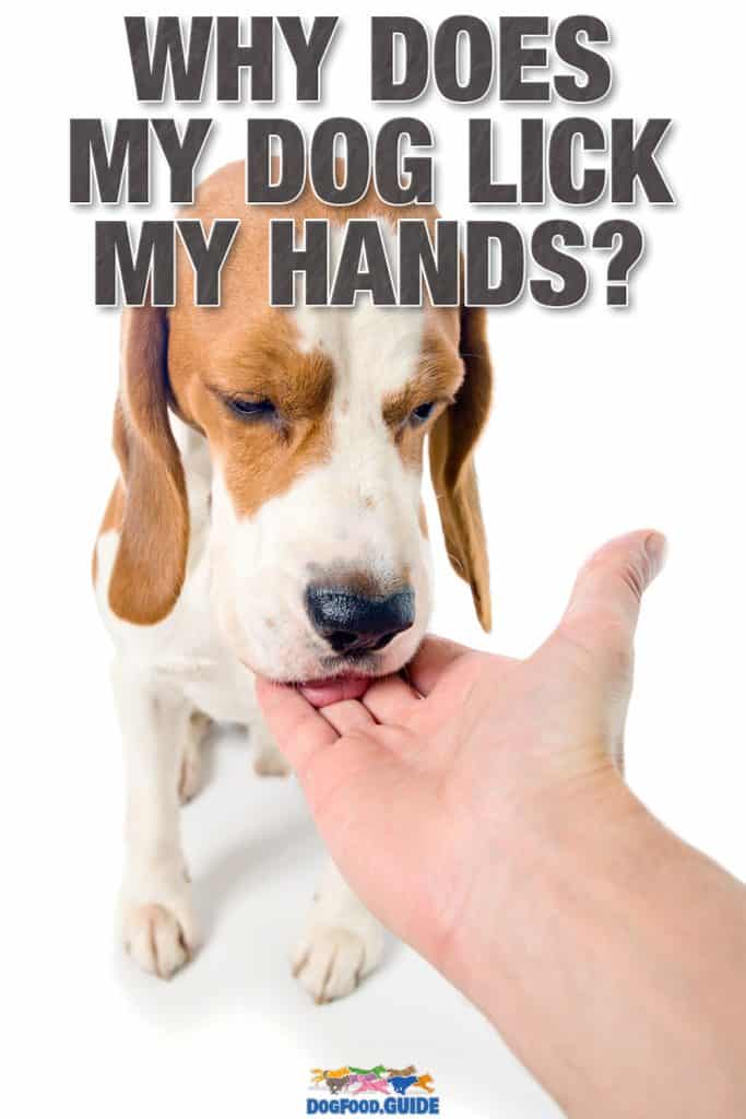 Why Does My Dog Lick My Hands