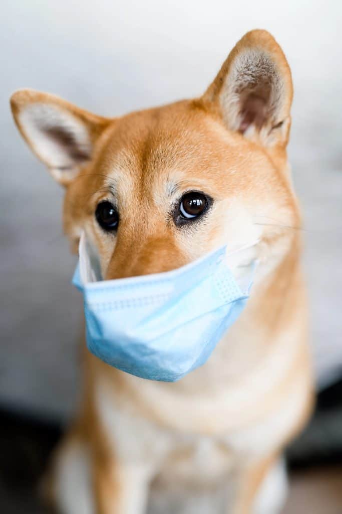 Breathless Barks: Understanding Dog Wheezing and How to Help Your Furry Friend Breathe Easy 1