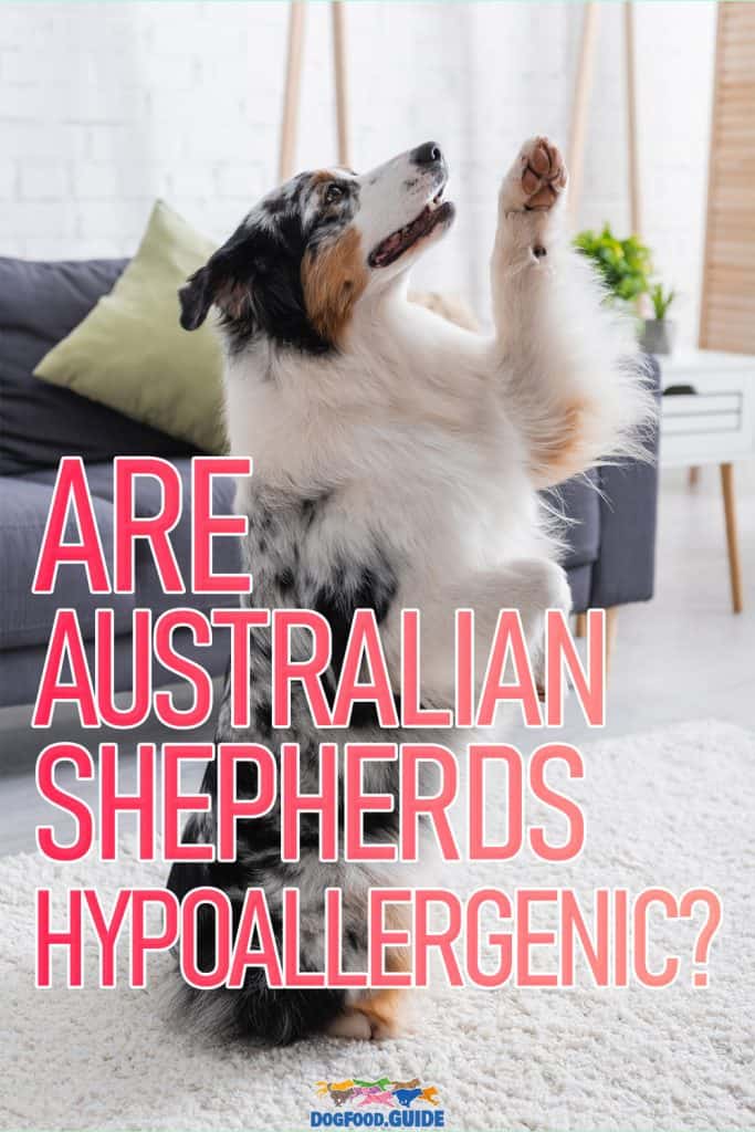 Are Australian Shepherds Hypoallergenic