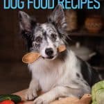 Best Homemade Dog Food Recipes